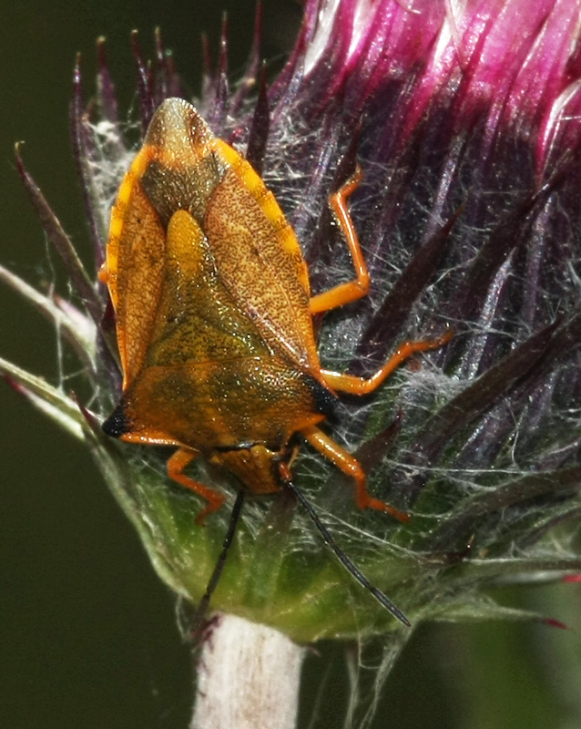 Pentatomidae: Carpocoris fuscispinus del Var (Francia)